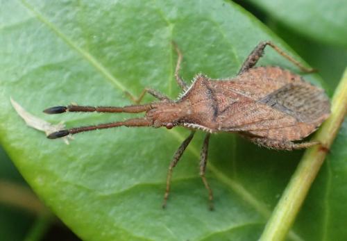 Coriomeris sp.